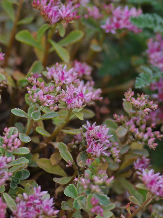 G211 Sedum Spurium Tricolor 10 57e8a138 647d 4270 B6a2 77230618de10 from www redcrocus com