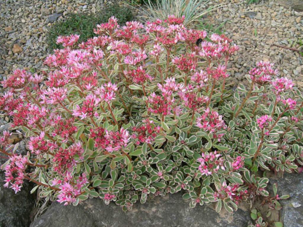 G211 Sedum Spurium Tricolor 11 A89d5e57 F7ef 4a36 Ae64 Bd50fa159a17 from www redcrocus com
