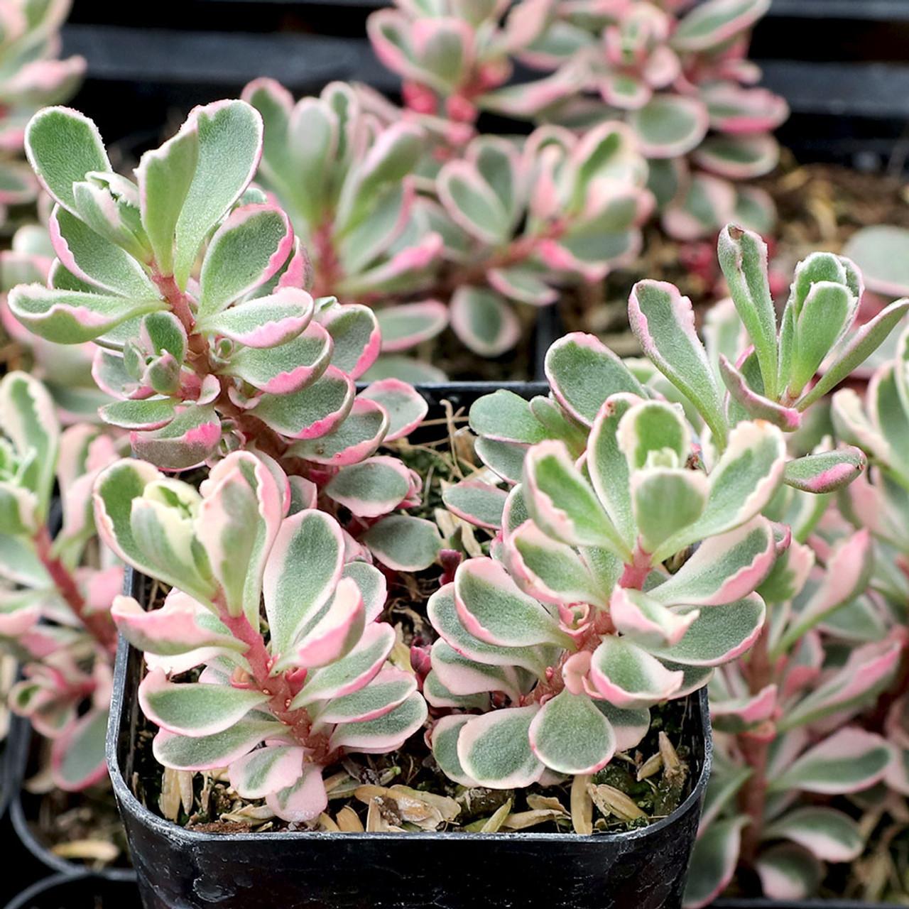 G211 Sedum Spurium Tricolor 12 25c88226 A5ab 4e13 A001 4e6d3eaac00b from www redcrocus com