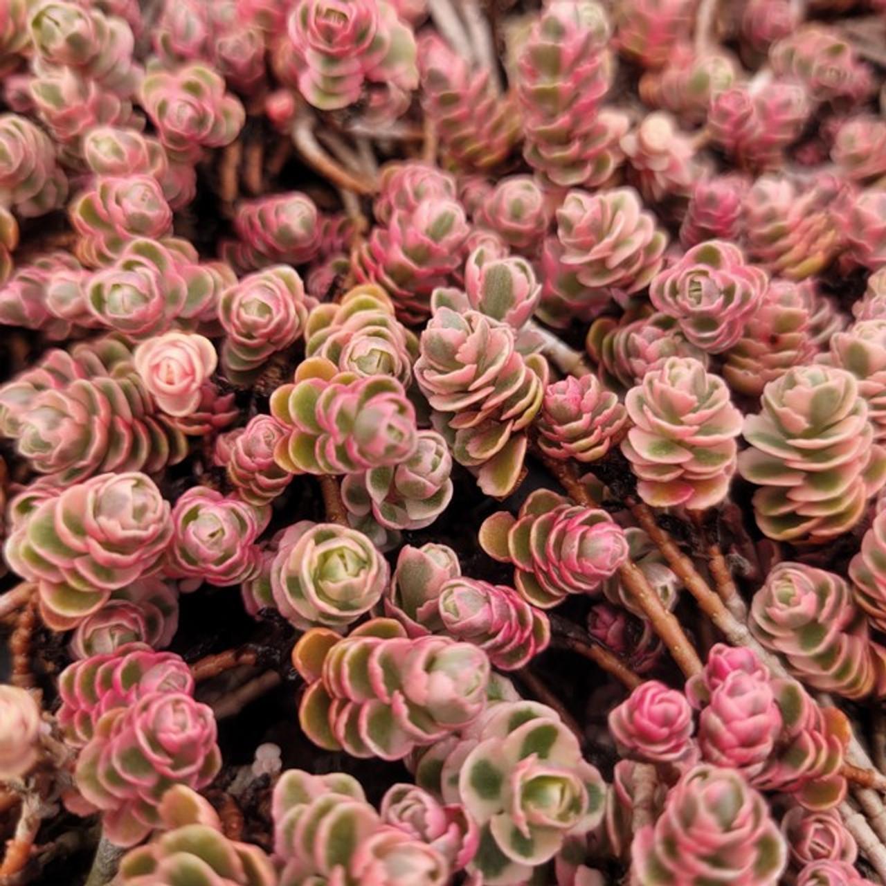 G211 Sedum Spurium Tricolor 13 B43898b6 D7ea 4ca8 A5e1 C71d2258da8f from www redcrocus com