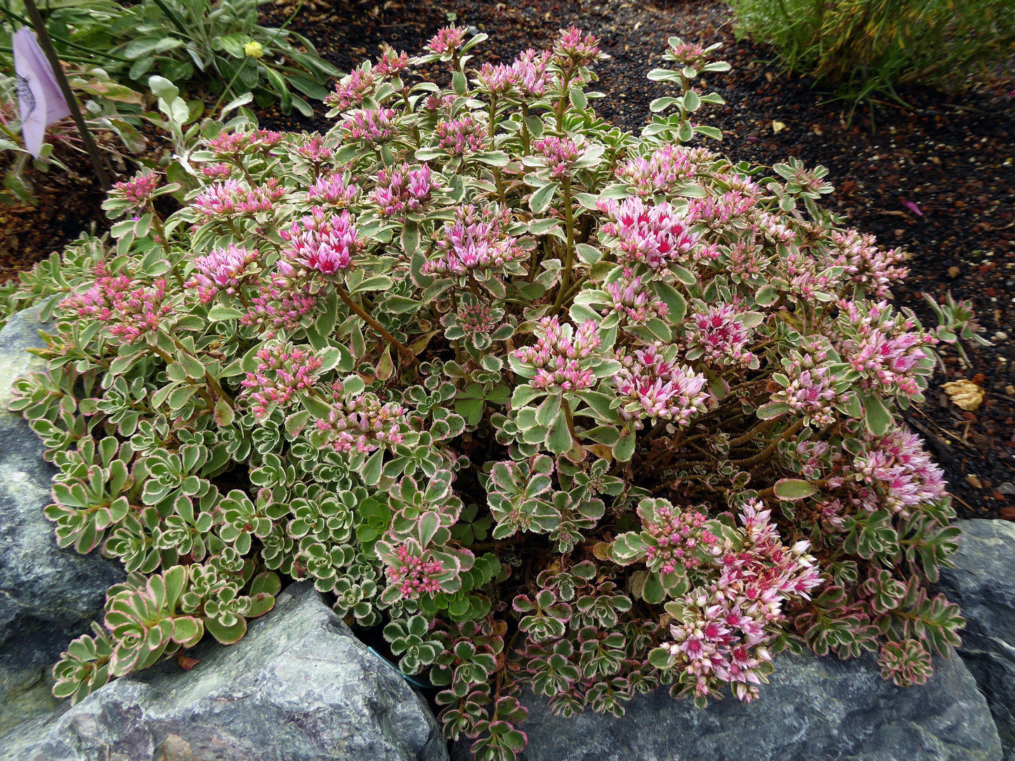 G211 Sedum Spurium Tricolor 15 67b8a3f1 822c 4bdb Bb08 06fe84713152 from www redcrocus com