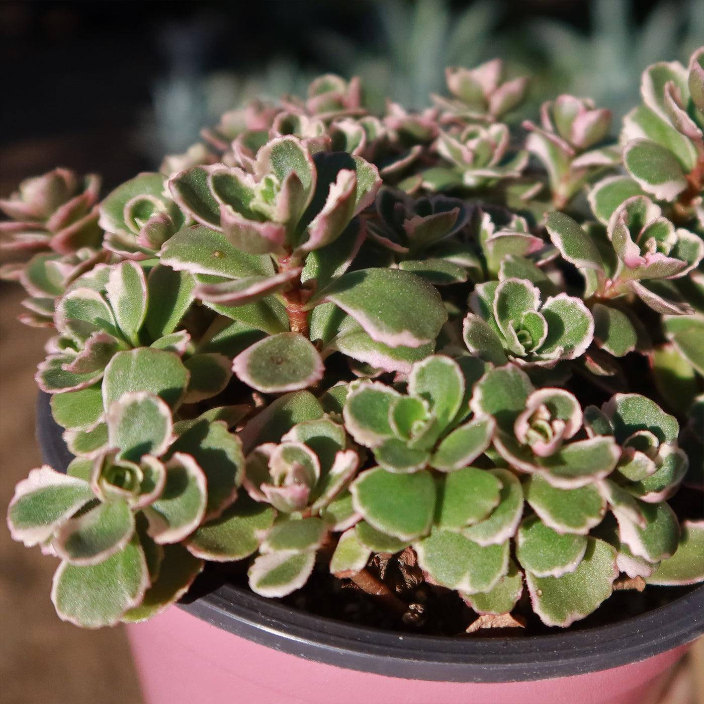 G211 Sedum Spurium Tricolor 16 117ed29a 1762 4186 9ec1 D1a7e075c21e from www redcrocus com