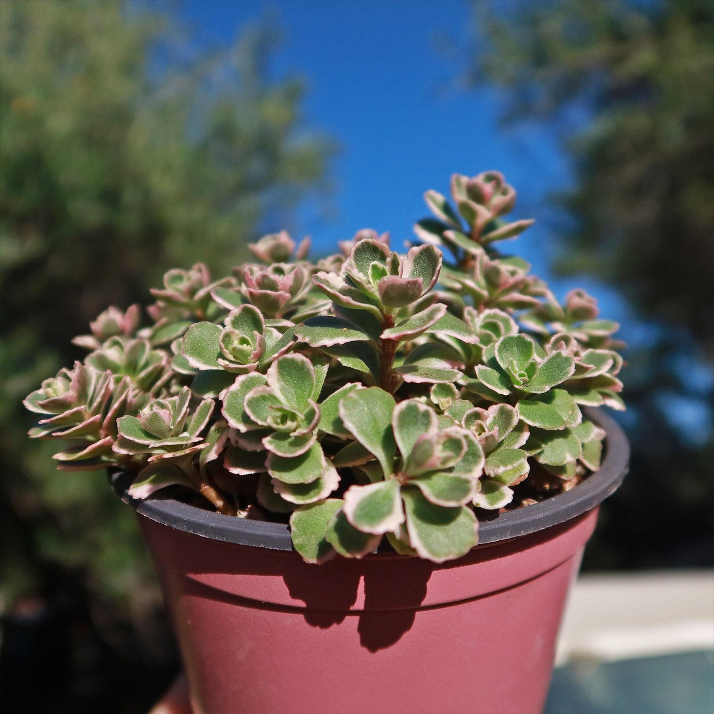 G211 Sedum Spurium Tricolor 17 C5b12156 33be 4963 A2da 411e1a4764d0 from www redcrocus com