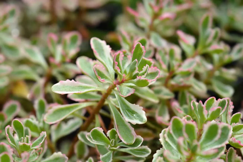 G211 Sedum Spurium Tricolor 18 7ece749e 7097 487b 8ca0 8cf2f1ba6bec from www redcrocus com