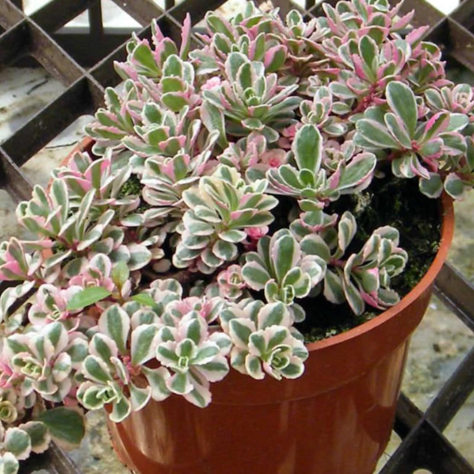 G211 Sedum Spurium Tricolor 18 43b85cfa E1c3 4efa 9bec 44ac90186d87 from www redcrocus com