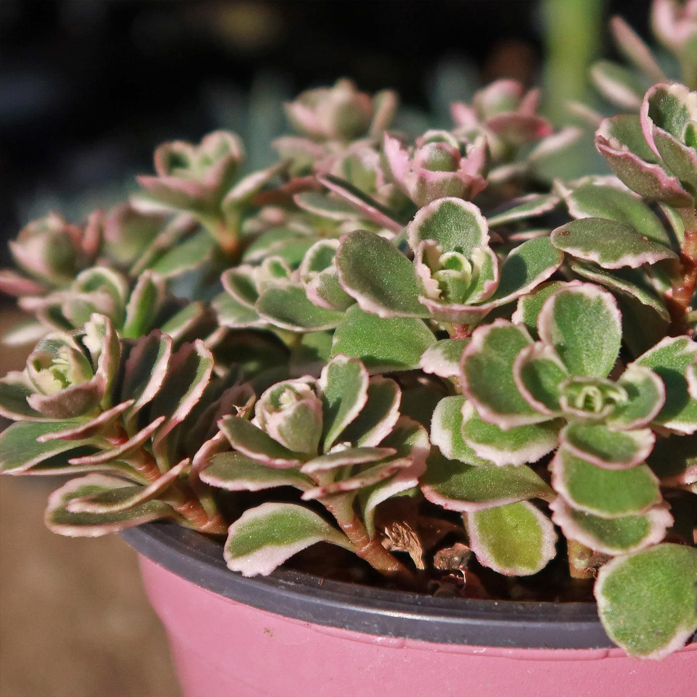 G211 Sedum Spurium Tricolor 19 0690b74e 07ea 4c09 Af1f 31b130529cec from www redcrocus com