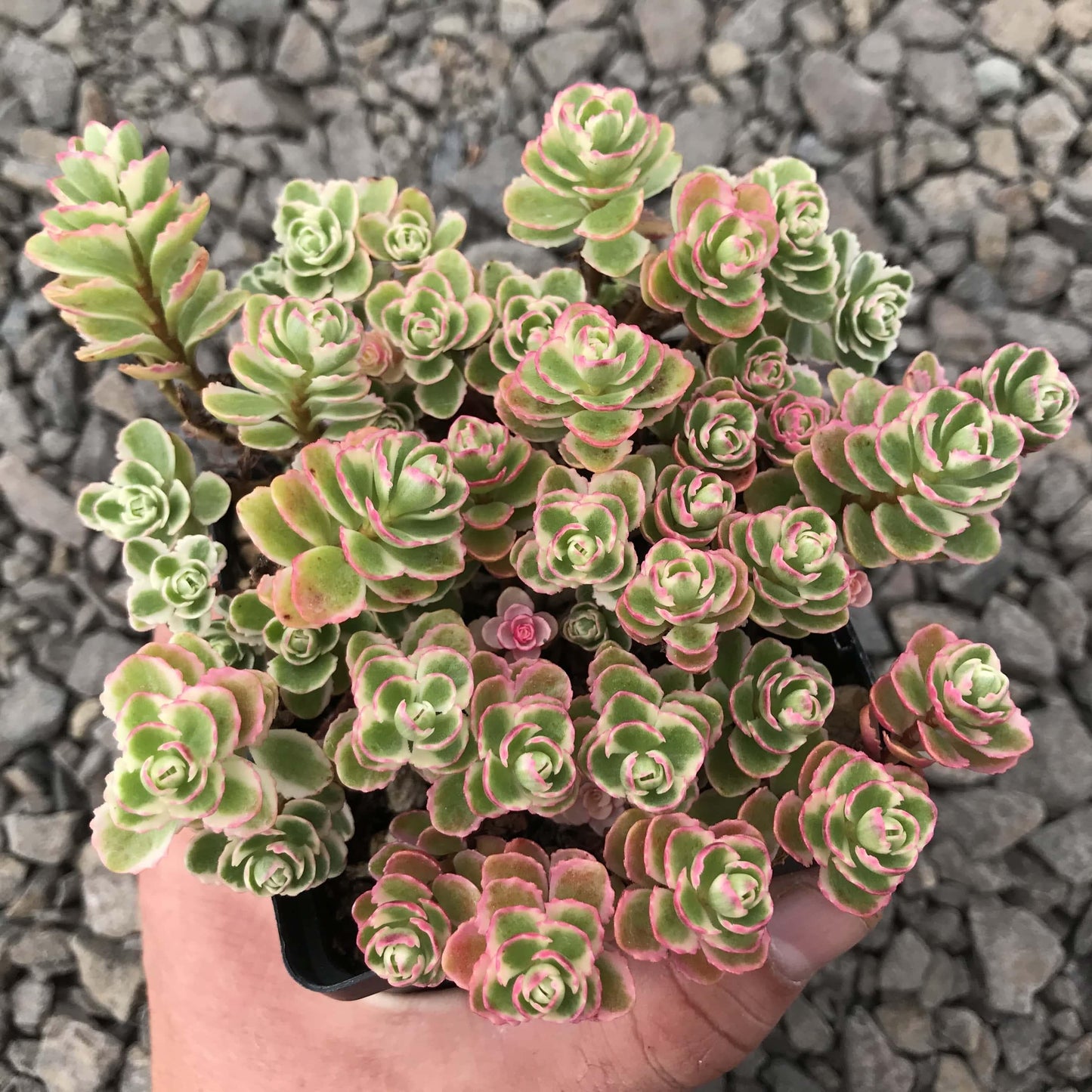 G211 Sedum Spurium Tricolor 1 F92d9801 A8c6 40f6 962e 0e1f14481e76 from www redcrocus com