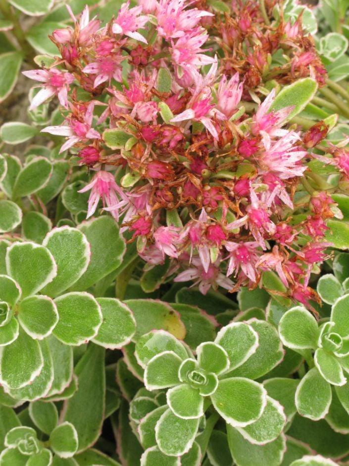 G211 Sedum Spurium Tricolor 20 857c5c70 D13d 4aec 9509 D6d3976076b8 from www redcrocus com
