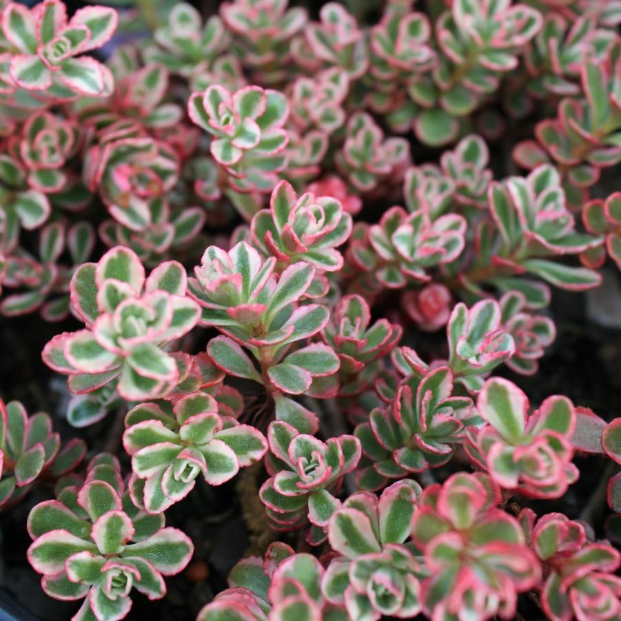 G211 Sedum Spurium Tricolor 2 59adaaa2 63bd 4cd9 Aff2 811cdea402c6 from www redcrocus com
