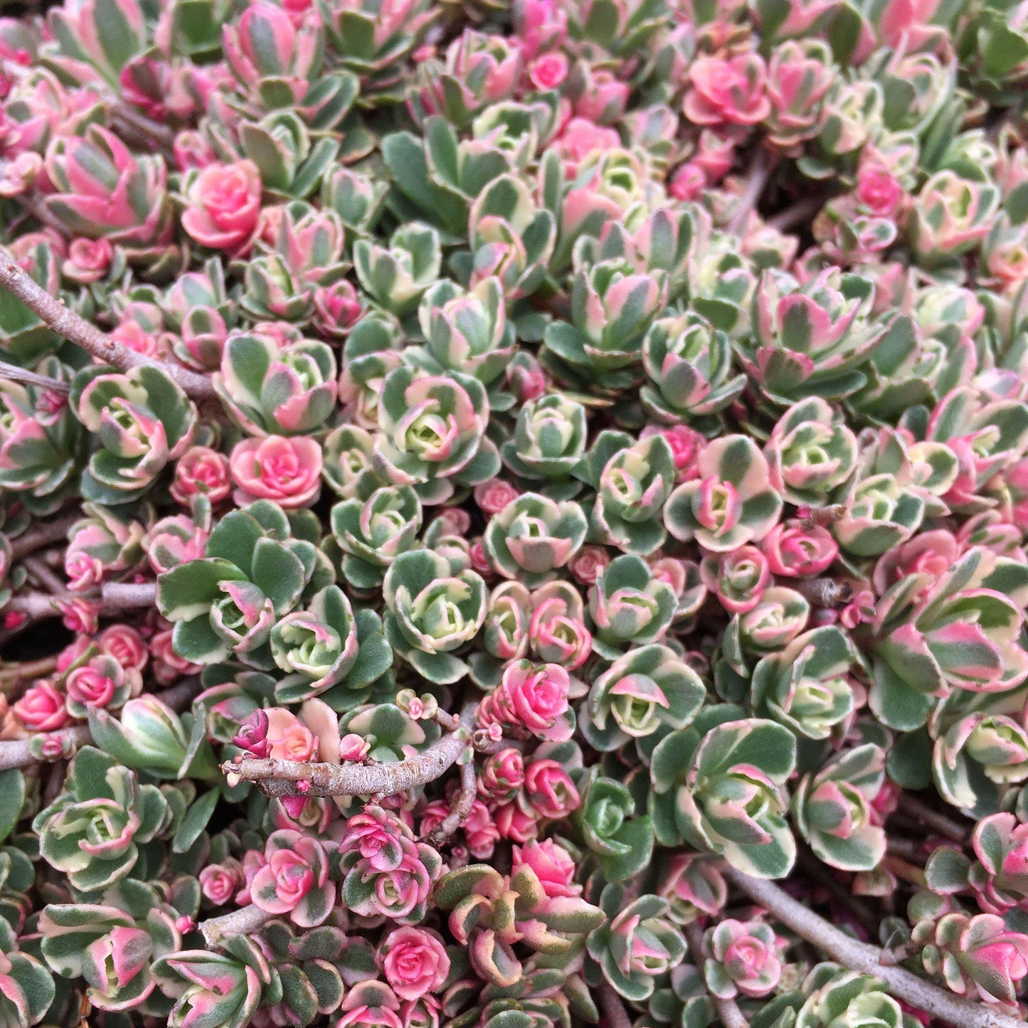 G211 Sedum Spurium Tricolor 3 6546f490 Fe5a 4146 829a 9655bd6b4295 from www redcrocus com