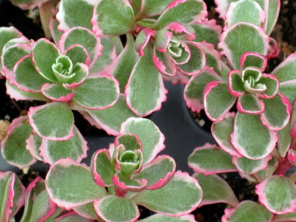 G211 Sedum Spurium Tricolor 4 F4fb369f Dada 495b 94e6 187539afeaaf from www redcrocus com