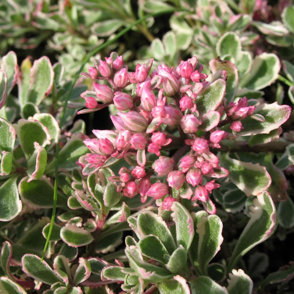 G211 Sedum Spurium Tricolor 5 26d88038 35ac 4277 86a6 45271a8fc37f from www redcrocus com