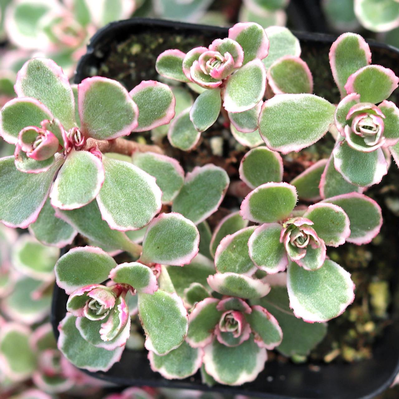 G211 Sedum Spurium Tricolor 6 85b927e1 C0bb 4e77 9475 868c516e433d from www redcrocus com