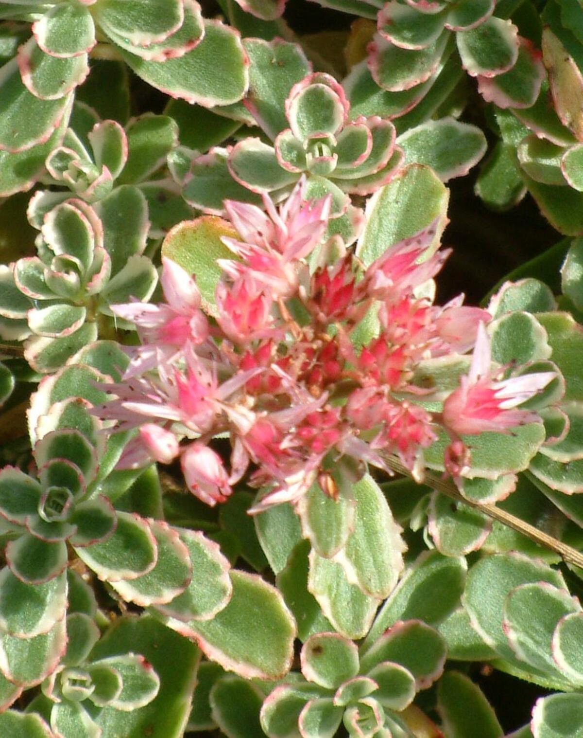 G211 Sedum Spurium Tricolor 7 86c8d351 3837 4339 B3a8 Dc8949fef2d9 from www redcrocus com