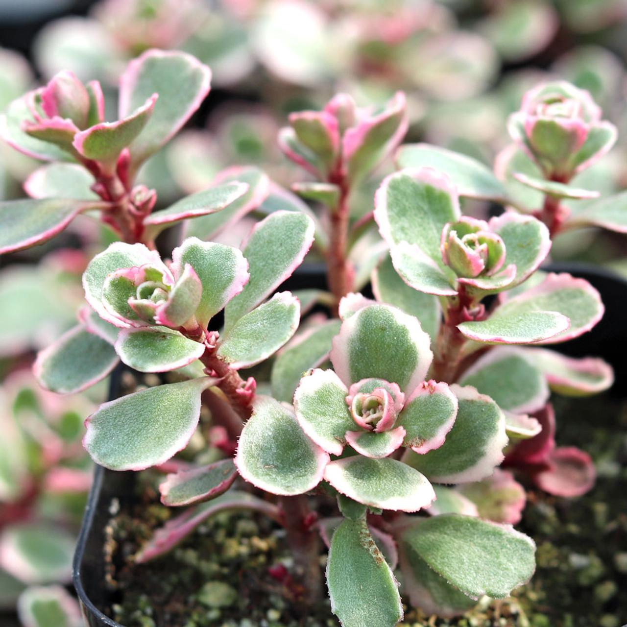 G211 Sedum Spurium Tricolor 8 96e2b1e5 Ba0f 4985 B96d 397281802ab0 from www redcrocus com