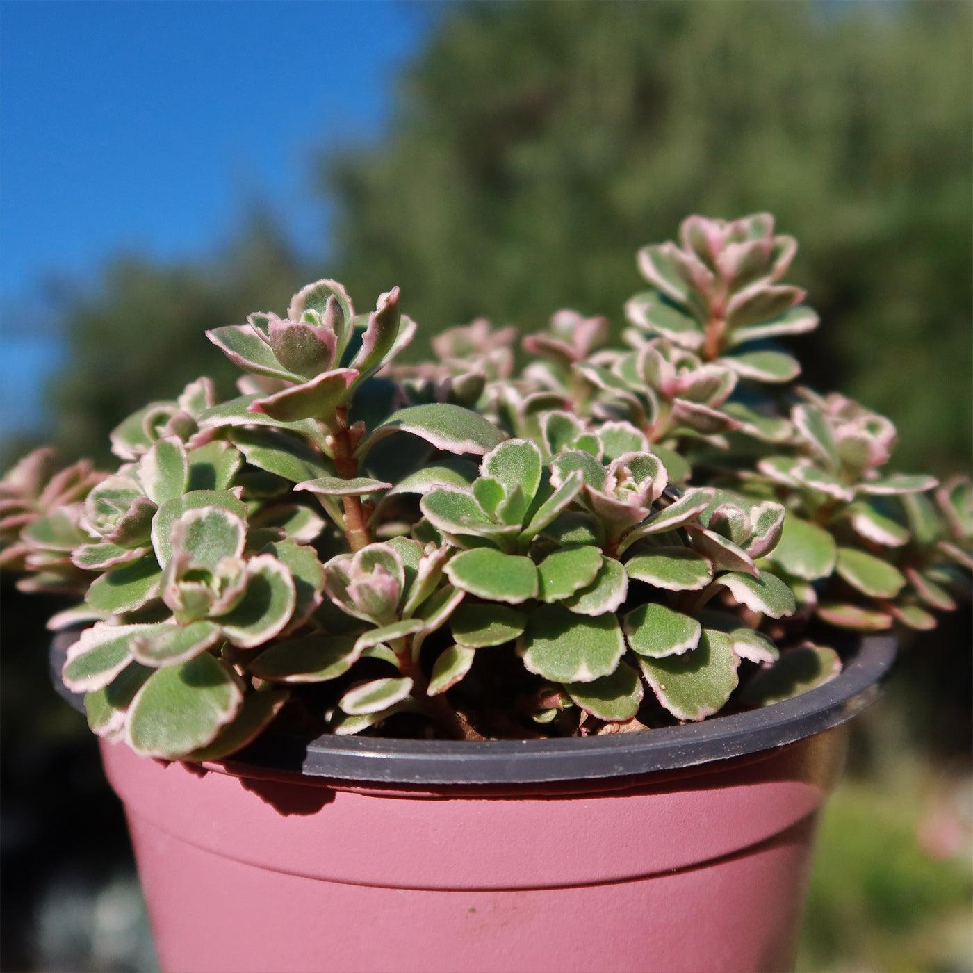 G211 Sedum Spurium Tricolor 9 64110e00 4f31 4441 A4a0 D06106a02400 from www redcrocus com