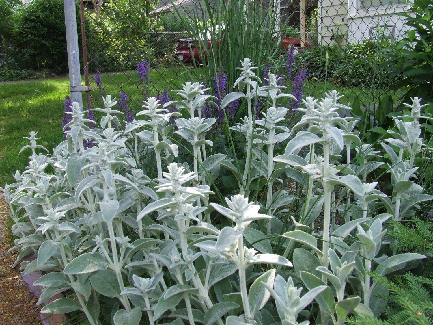 G212 Stachys Byzantina Helen Von Stein 12 928caa0c 73ae 4ac5 8d81 E3992b95764e from www redcrocus com