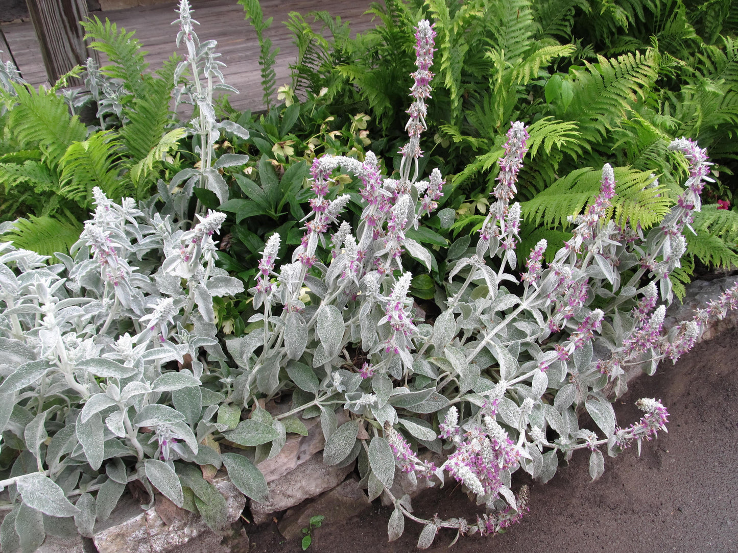 G212 Stachys Byzantina Helen Von Stein 14 Caa2ef2d C717 4385 81f2 E0ca71ec7947 from www redcrocus com
