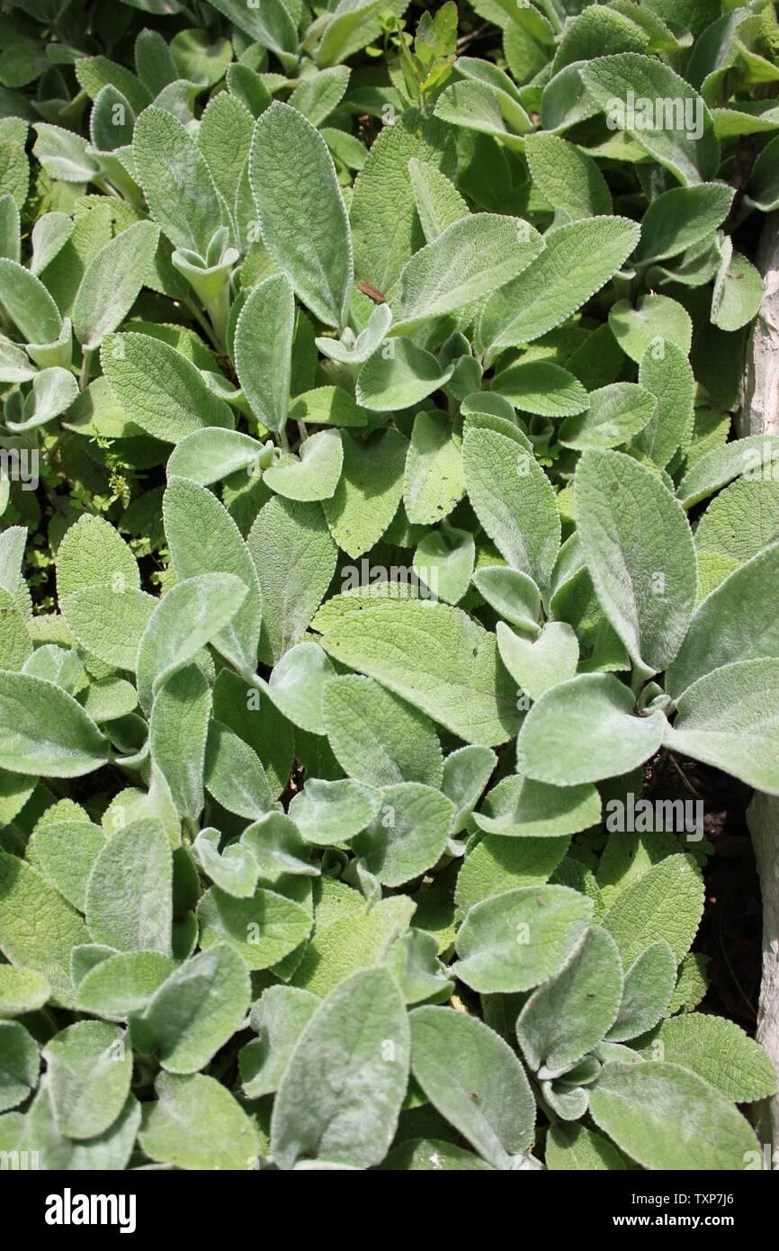 G212 Stachys Byzantina Helen Von Stein 15 58821db9 F729 43f4 B4cb D52561eafdb3 from www redcrocus com