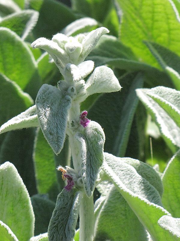 G212 Stachys Byzantina Helen Von Stein 17 A369c4c8 4d53 408d 8b70 2800c1c704a0 from www redcrocus com