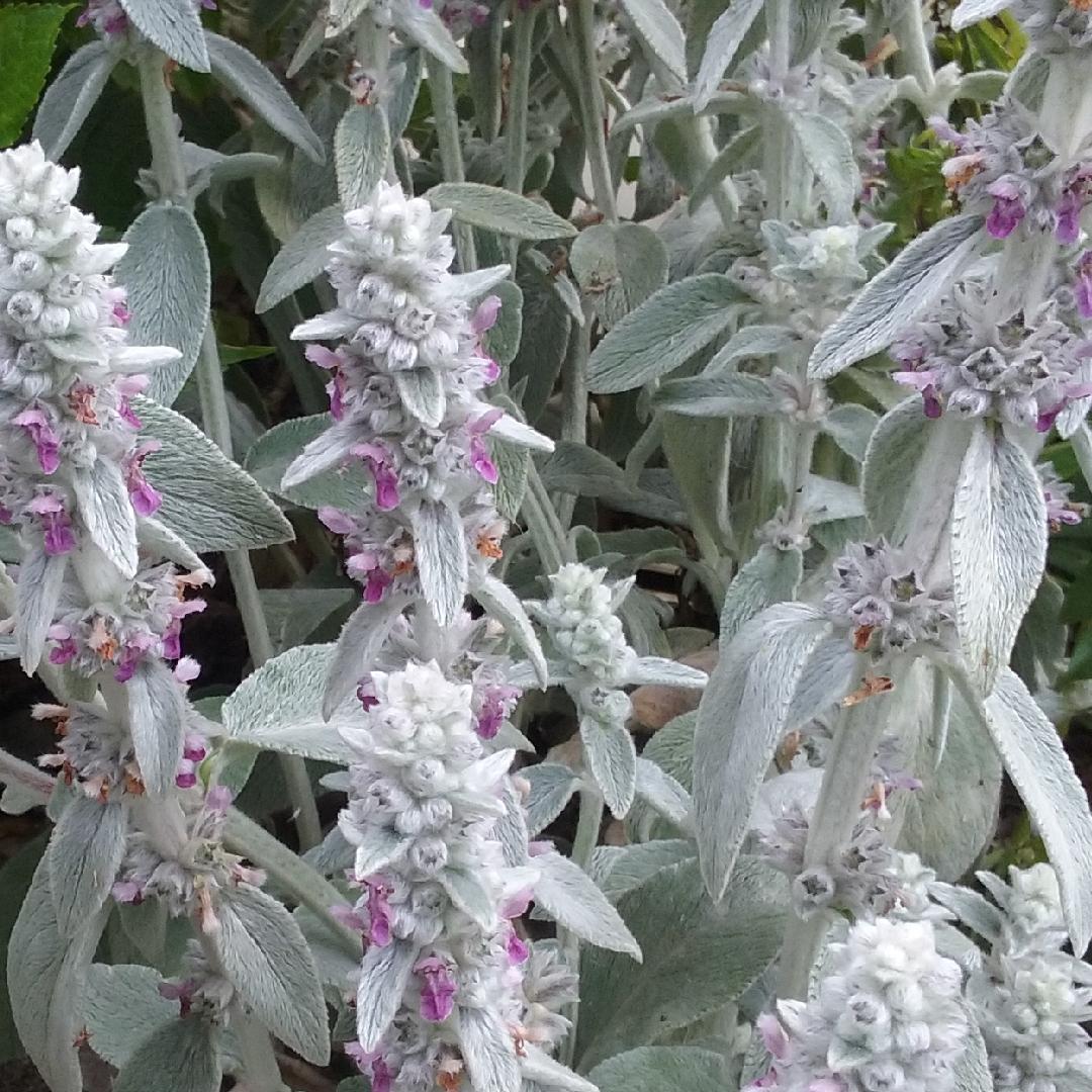 G212 Stachys Byzantina Helen Von Stein 1 397f77b0 64aa 465e 9627 70bde77aa3ff from www redcrocus com