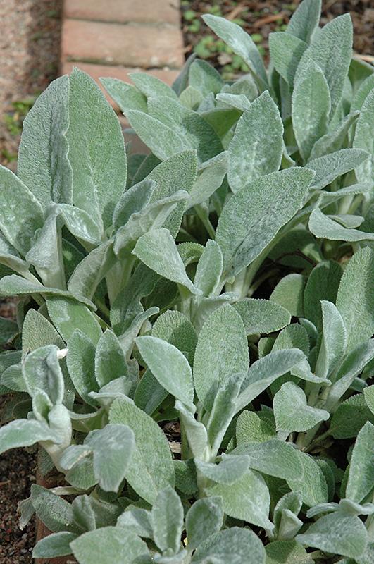 G212 Stachys Byzantina Helen Von Stein 20 60bf93de 1752 4b56 9aa5 23cfc74ce863 from www redcrocus com