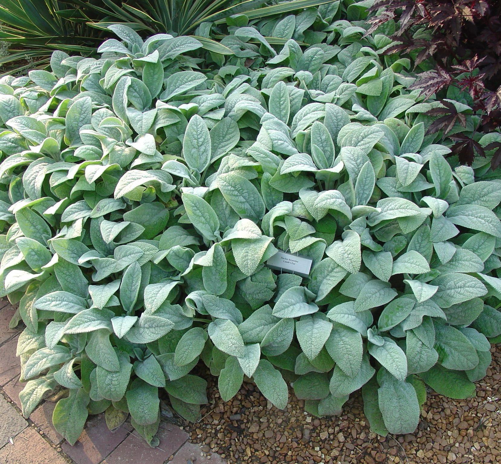G212 Stachys Byzantina Helen Von Stein 2 5c18f863 6586 425f Afbc 7a542a8de82d from www redcrocus com