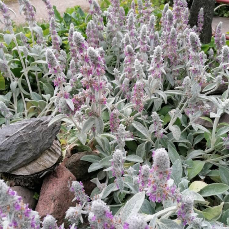 G212 Stachys Byzantina Helen Von Stein 3 946c93d7 1763 4a0a B36a 5df33791cdd2 from www redcrocus com