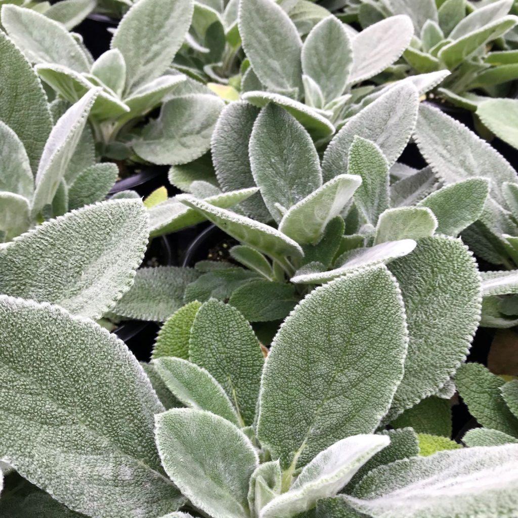 G212 Stachys Byzantina Helen Von Stein 4 0b757e0b 3864 421e 9d2d 68734d6438fc from www redcrocus com