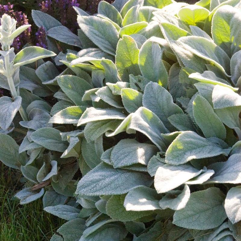 G212 Stachys Byzantina Helen Von Stein 7 D138b2c4 86a8 4170 B4b3 De5dc6e8cac0 from www redcrocus com