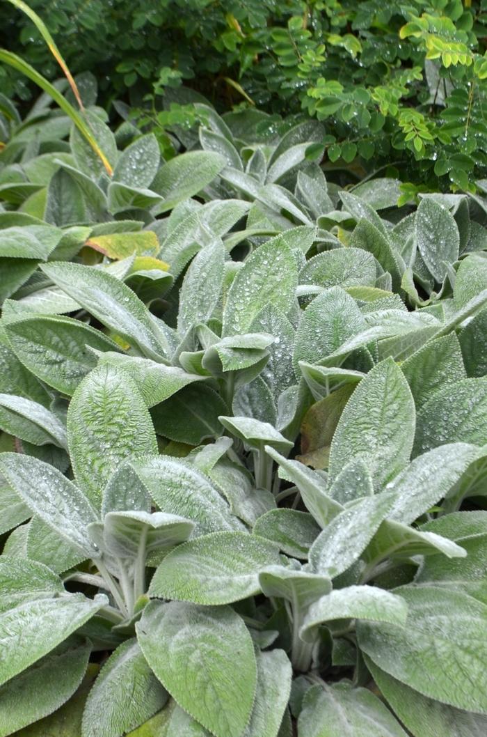 G212 Stachys Byzantina Helen Von Stein 8 C69ce2be 0dc4 4c9a B27f F8f903f7bf70 from www redcrocus com