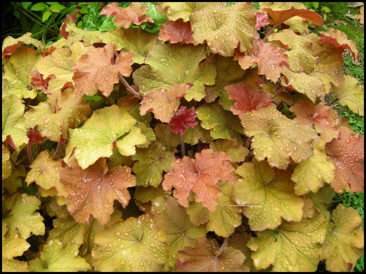 G2236 Heuchera X 'blackout' - View 10 from www redcrocus com