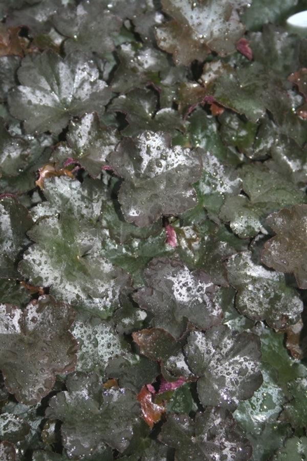 G2236 Heuchera X 'blackout' - View 11 from www redcrocus com