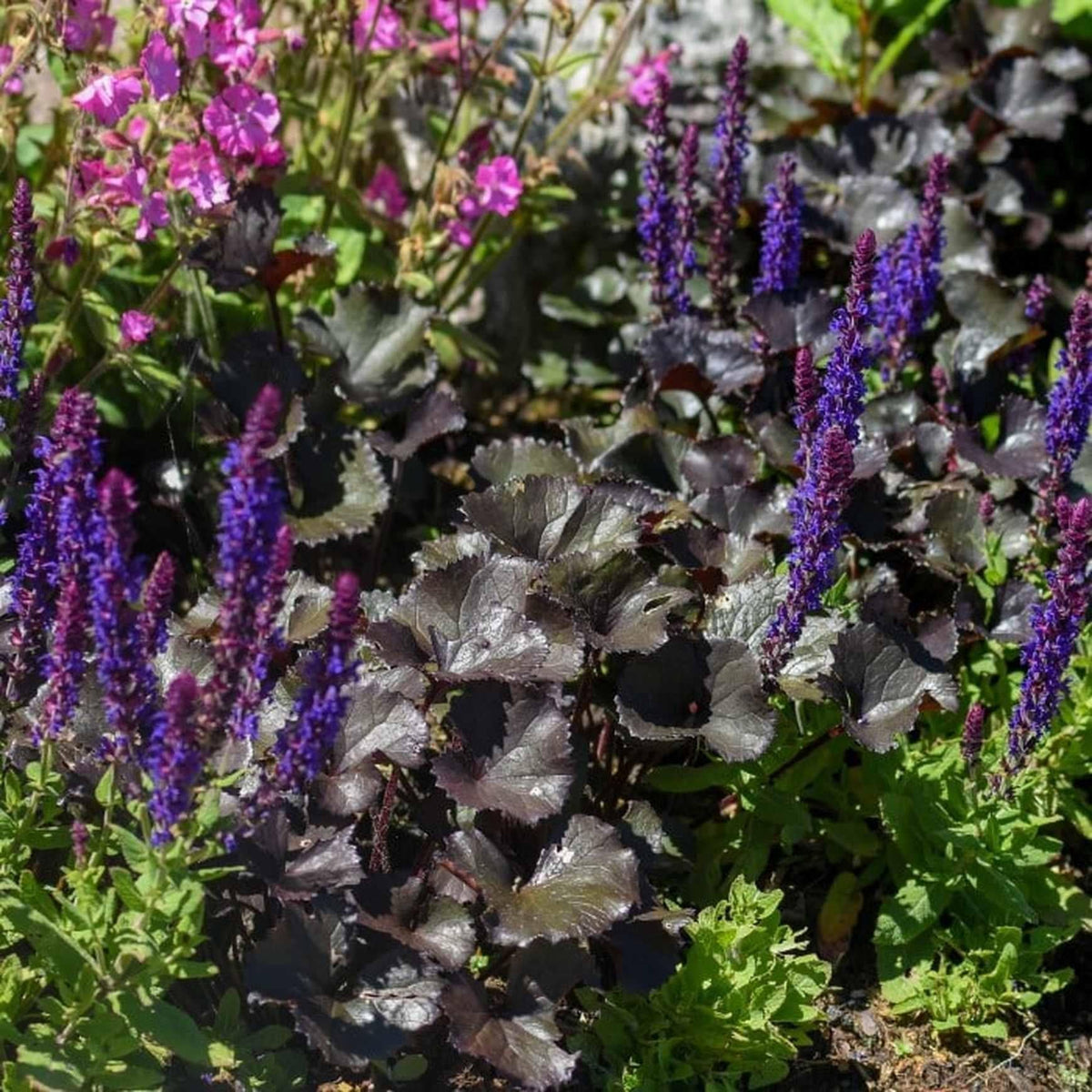 G2236 Heuchera X 'blackout' - View 12 from www redcrocus com