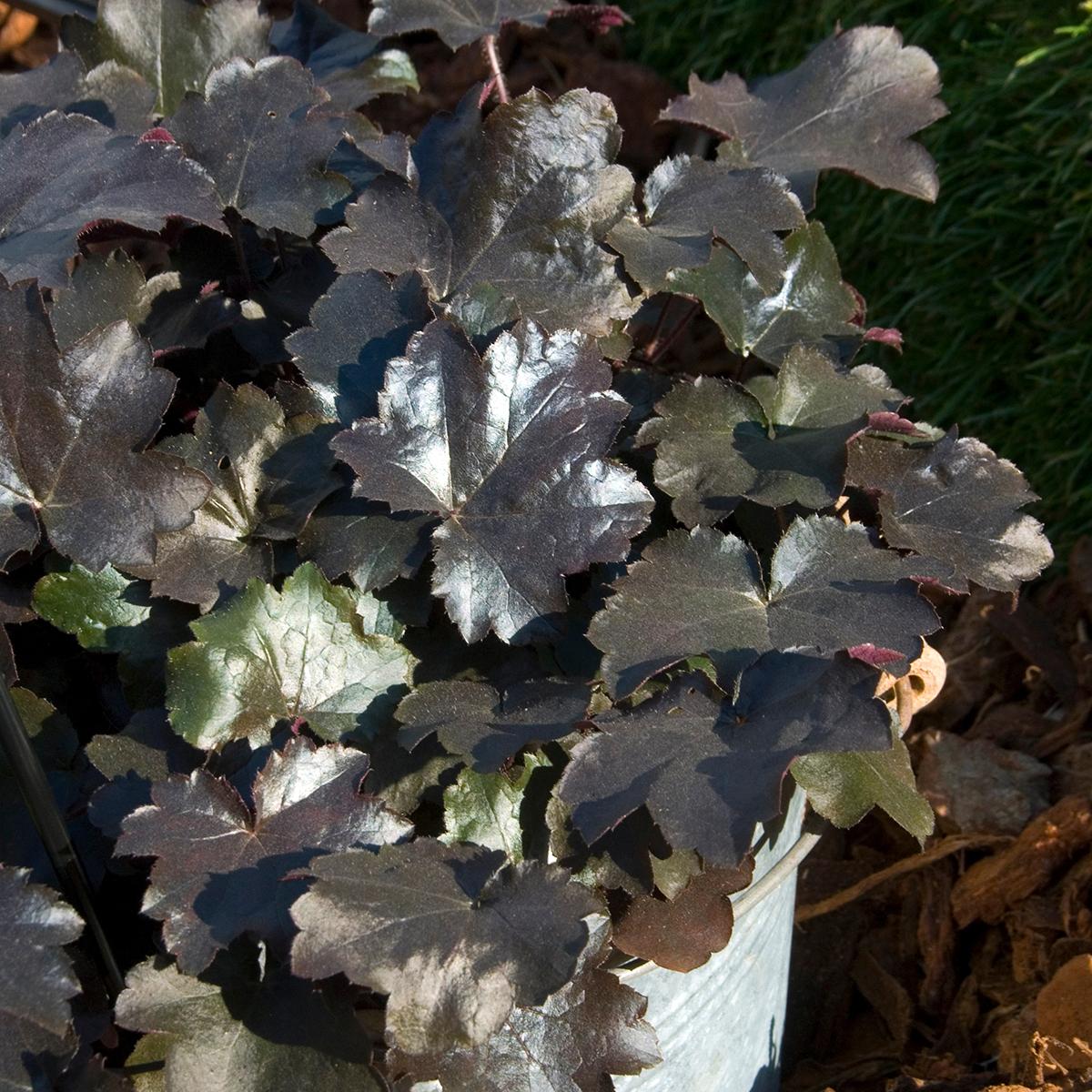 G2236 Heuchera X 'blackout' - View 13 from www redcrocus com