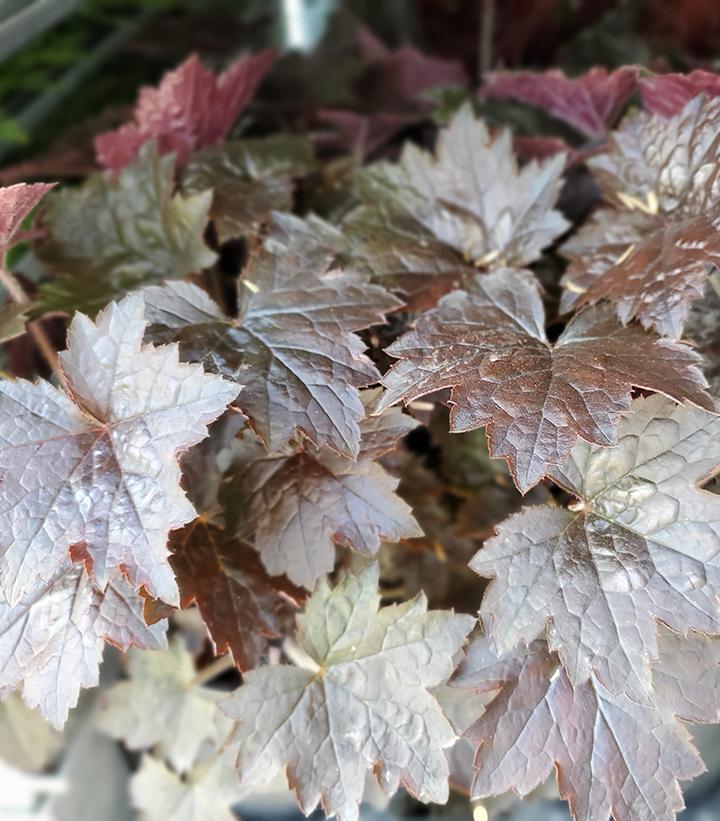 G2236 Heuchera X 'blackout' - View 15 from www redcrocus com