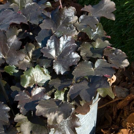 G2236 Heuchera X 'blackout' - View 16 from www redcrocus com