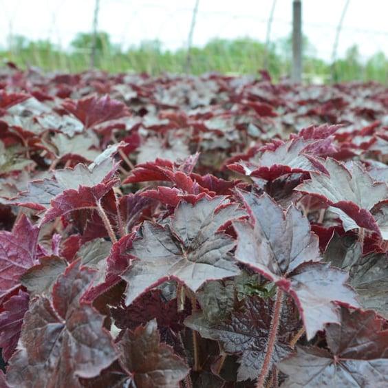 G2236 Heuchera X 'blackout' - View 18 from www redcrocus com