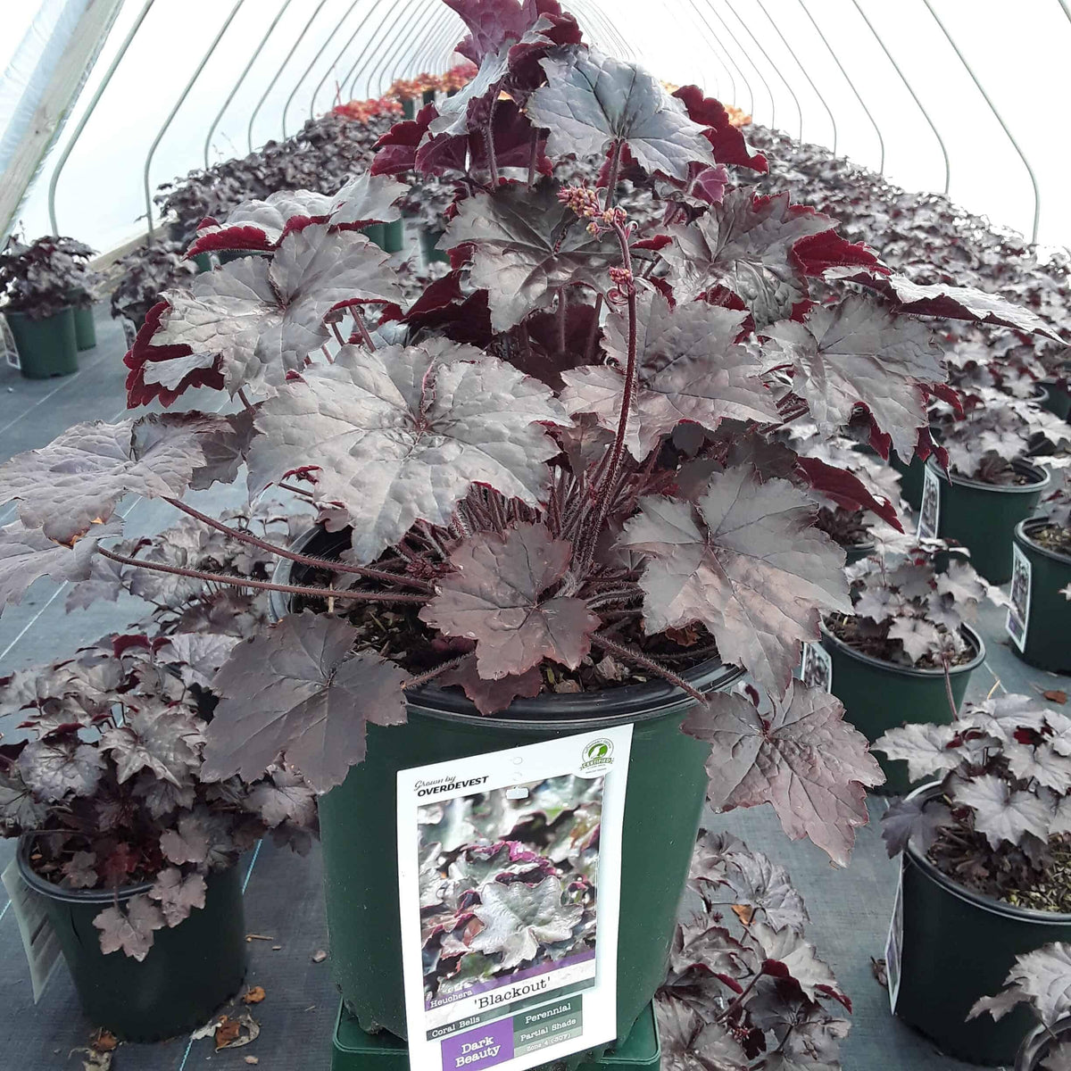 G2236 Heuchera X 'blackout' - View 19 from www redcrocus com