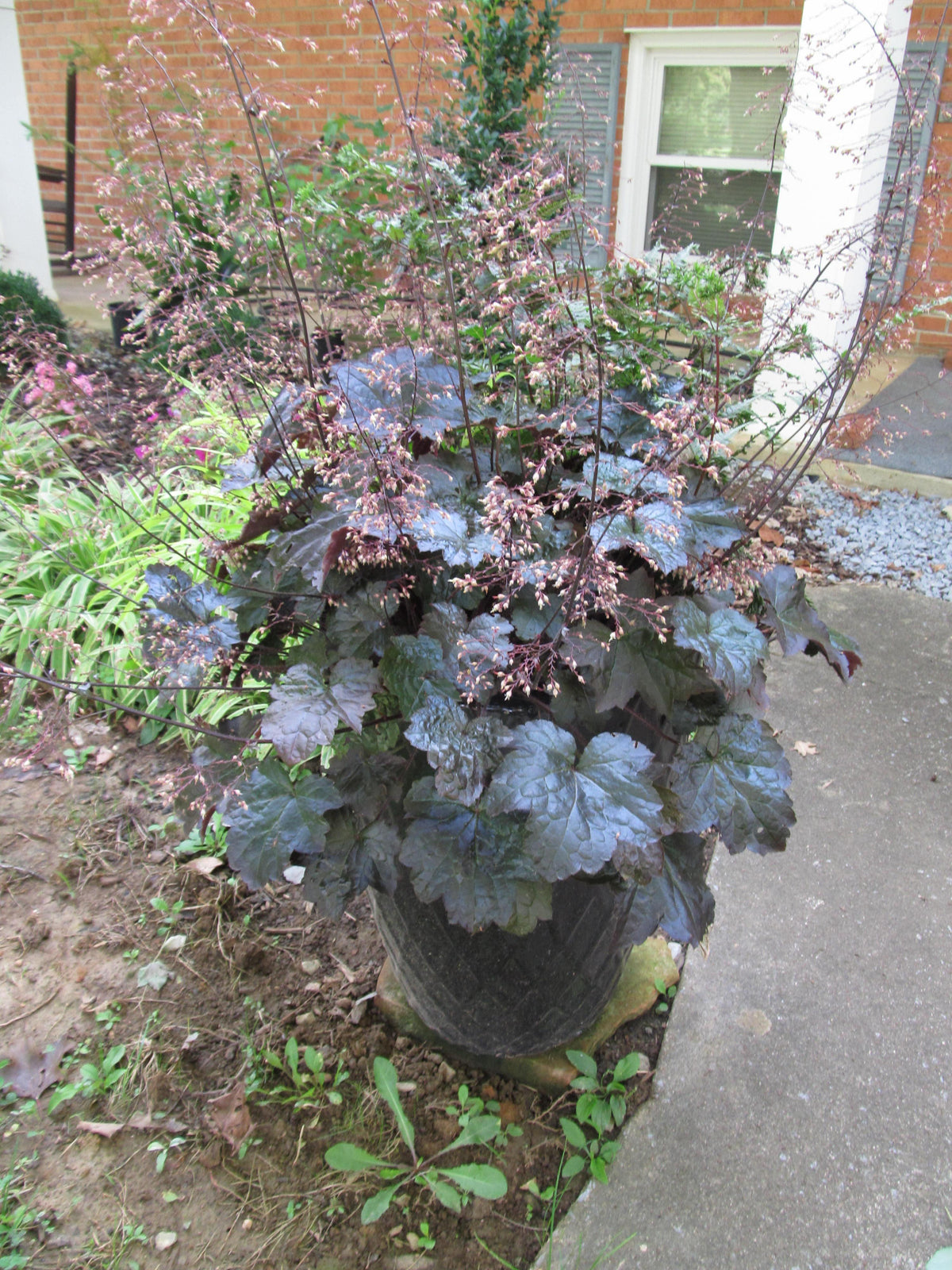 G2236 Heuchera X 'blackout' - View 1 from www redcrocus com