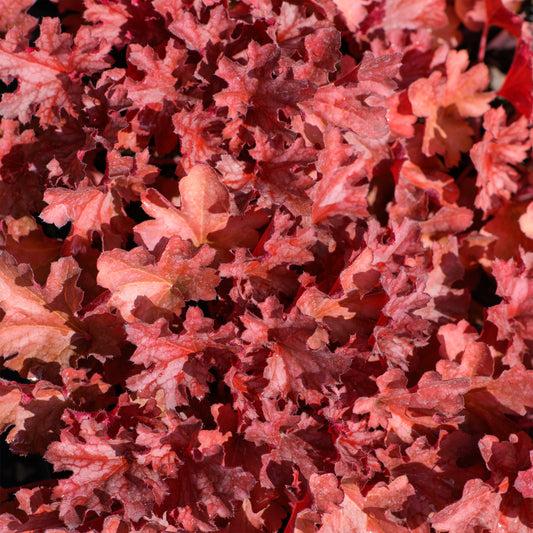 G2236 Heuchera X 'blackout' - View 23 from www redcrocus com