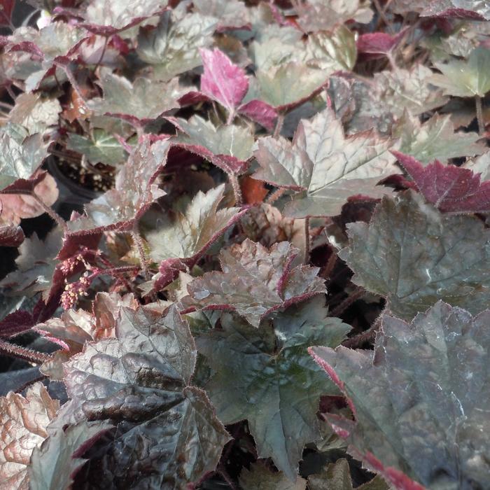 G2236 Heuchera X 'blackout' - View 24 from www redcrocus com