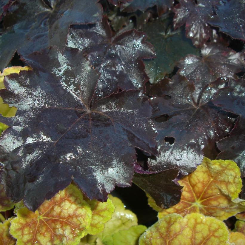 G2236 Heuchera X 'blackout' - View 2 from www redcrocus com