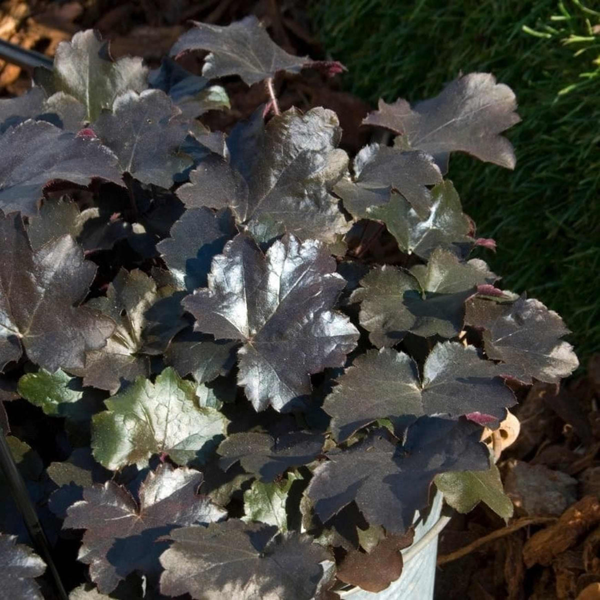 G2236 Heuchera X 'blackout' - View 3 from www redcrocus com