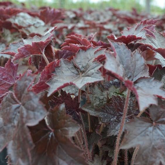 G2236 Heuchera X 'blackout' - View 4 from www redcrocus com
