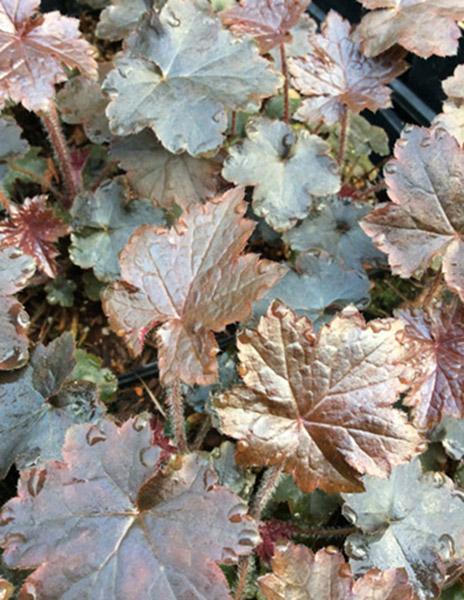 G2236 Heuchera X 'blackout' - View 5 from www redcrocus com