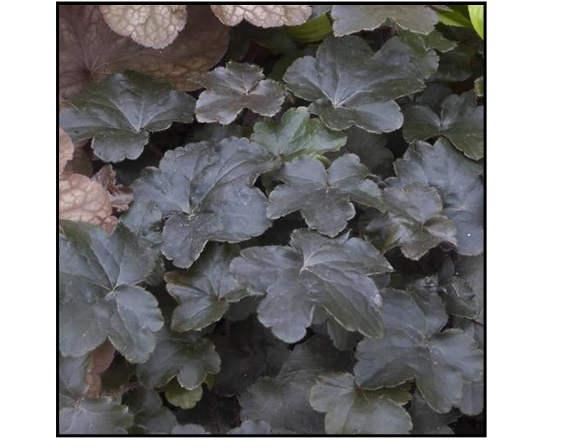 G2236 Heuchera X 'blackout' - View 6 from www redcrocus com