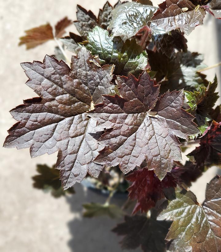 G2236 Heuchera X 'blackout' - View 8 from www redcrocus com