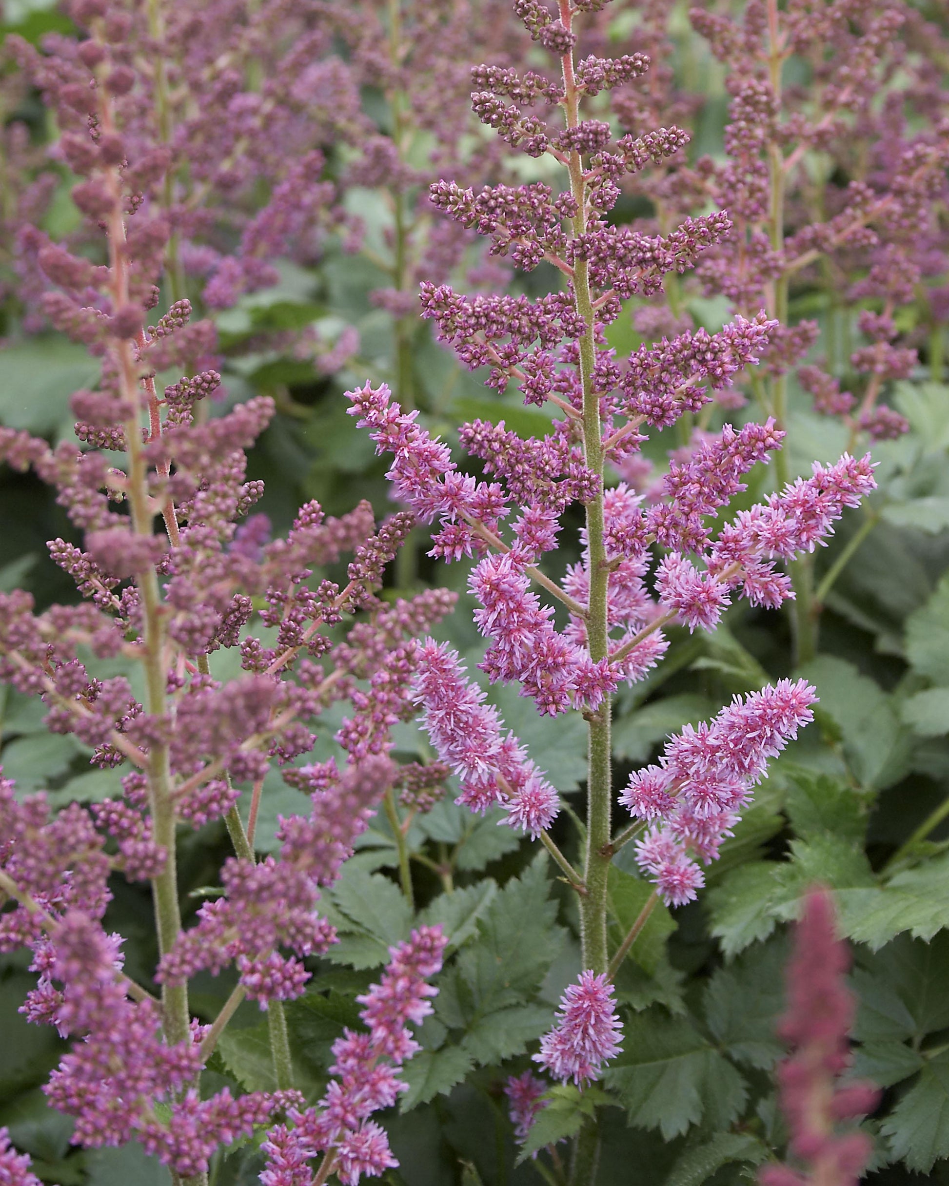 G228 Astilbe Chinensis Visions - View 10 from www redcrocus com