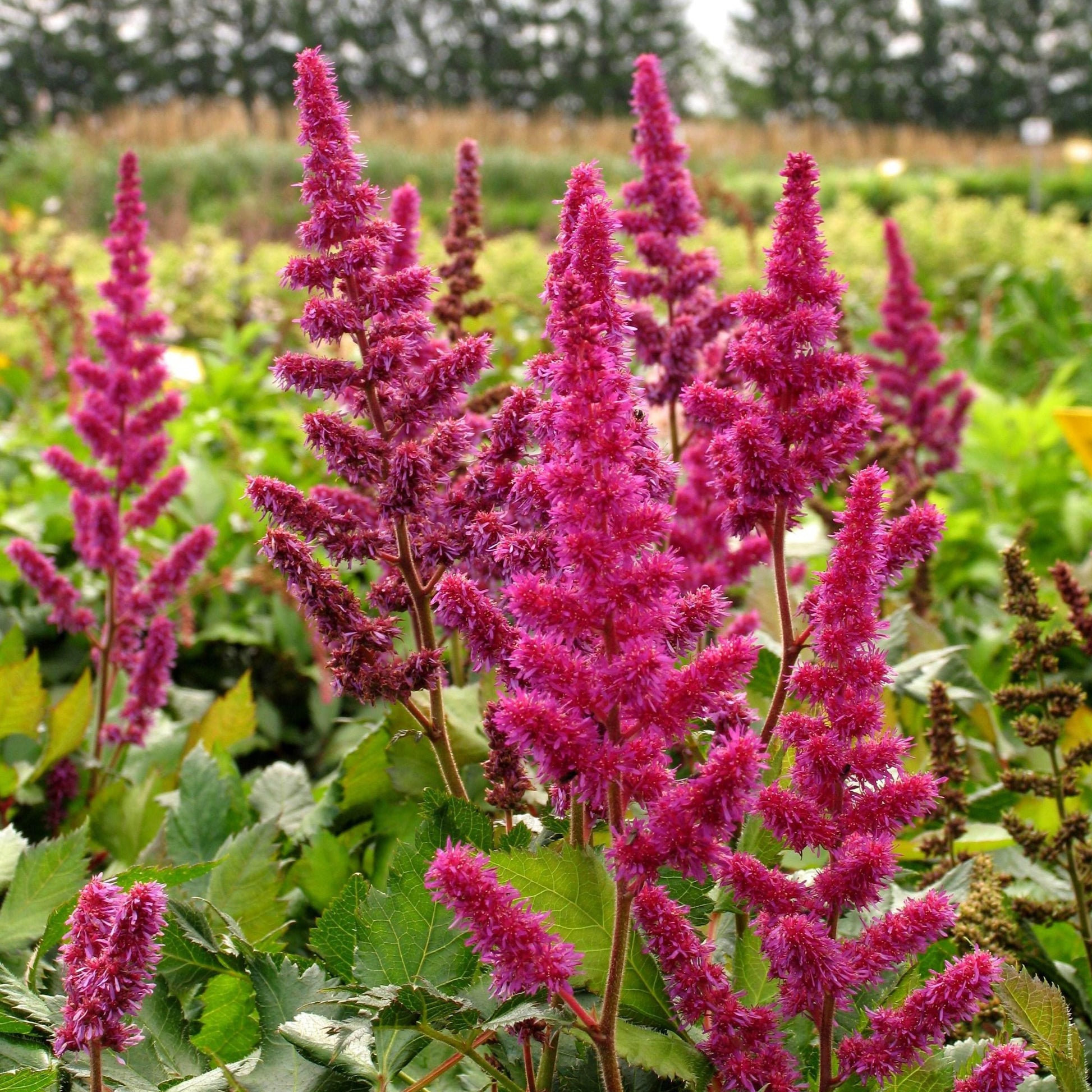 G228 Astilbe Chinensis Visions - View 11 from www redcrocus com